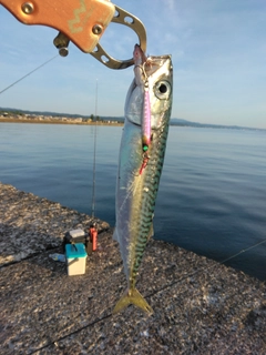 サバの釣果