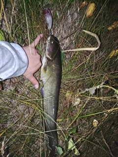 ナマズの釣果