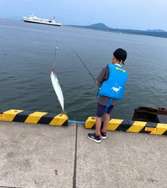 サバの釣果