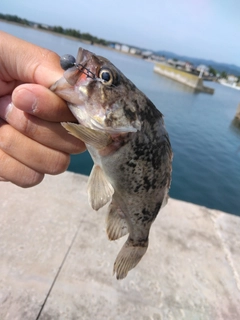 クロソイの釣果