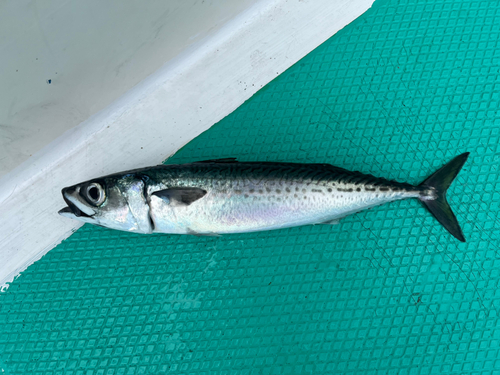 マサバの釣果