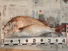 マダイの釣果