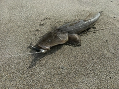 マゴチの釣果