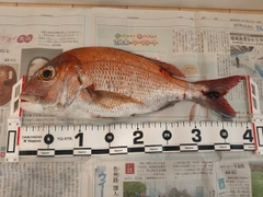 マダイの釣果