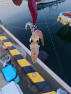 ケンサキイカの釣果