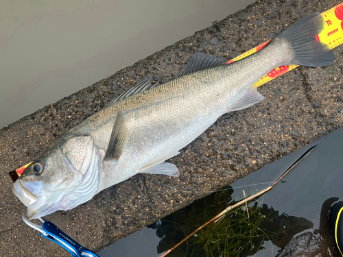 シーバスの釣果