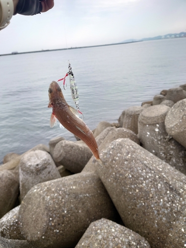 エソの釣果