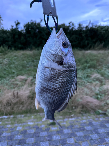 キビレの釣果