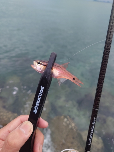 ネンブツダイの釣果