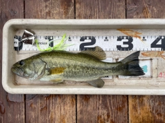 ブラックバスの釣果