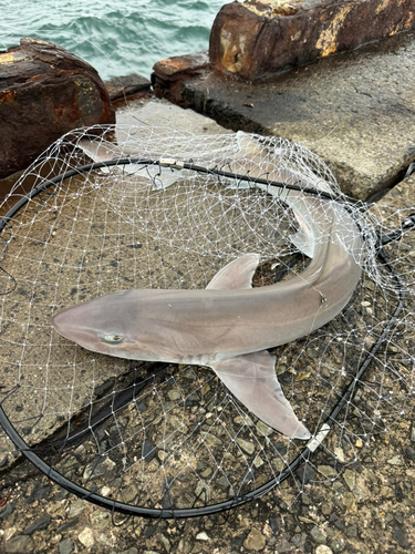 サメの釣果