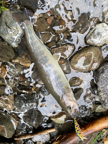 イワナの釣果