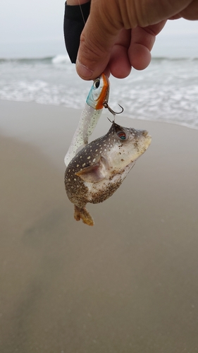 クサフグの釣果