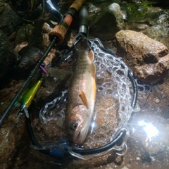 イワナの釣果