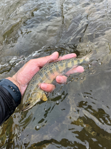 ヤマメの釣果