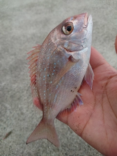 チャリコの釣果