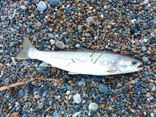 ウミアメの釣果