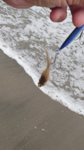 マゴチの釣果