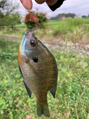 ブルーギルの釣果