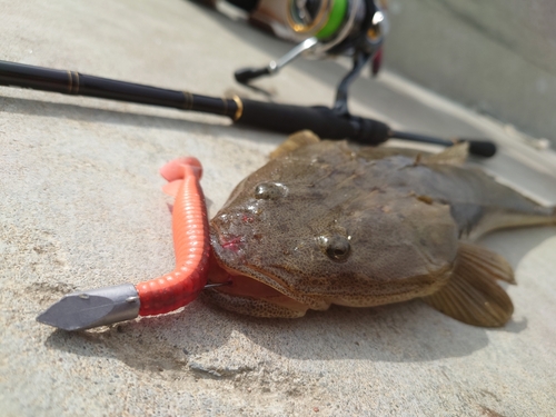 マゴチの釣果