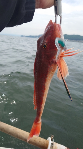 ホウボウの釣果