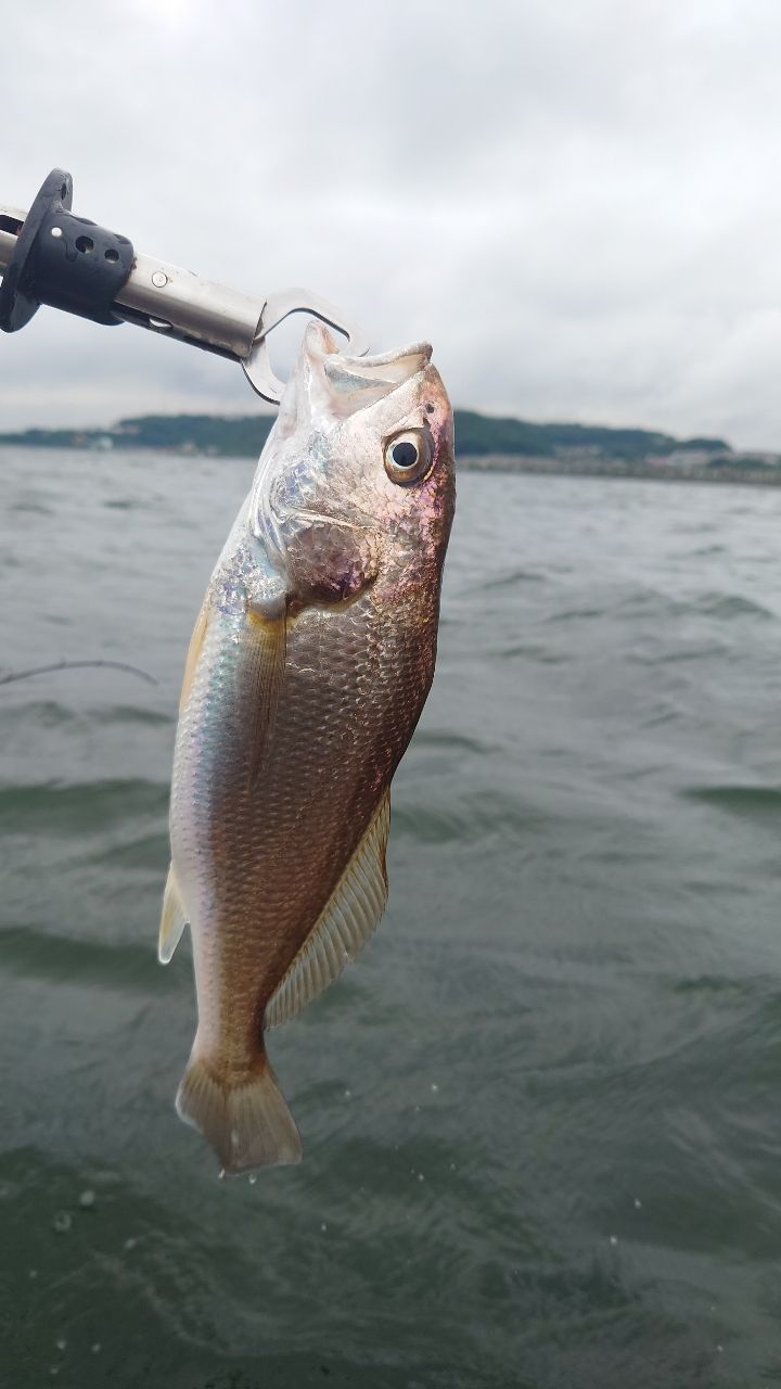 たまにゃさんの釣果 2枚目の画像