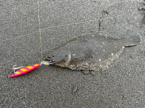 ヒラメの釣果