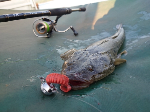 マゴチの釣果