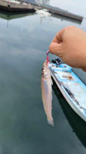 キスの釣果