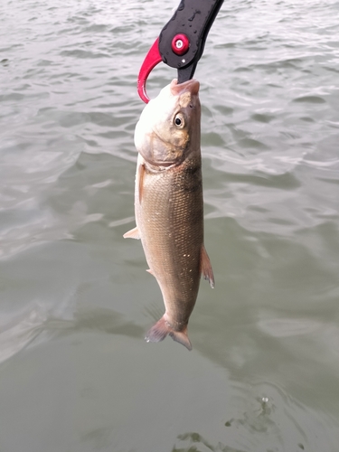 マルタウグイの釣果