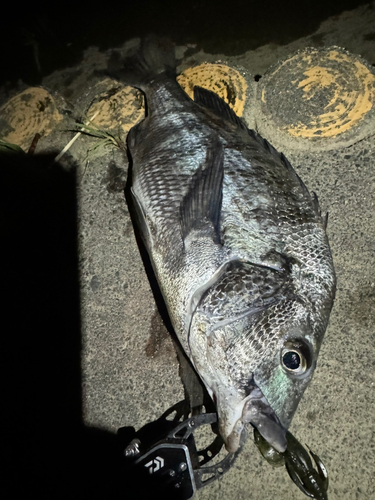 クロダイの釣果