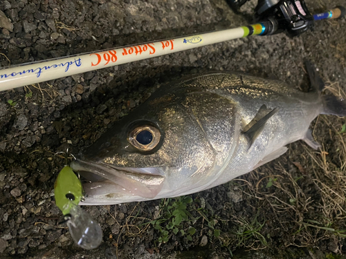 シーバスの釣果