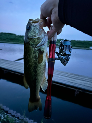 ラージマウスバスの釣果