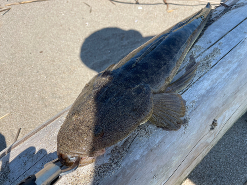 マゴチの釣果