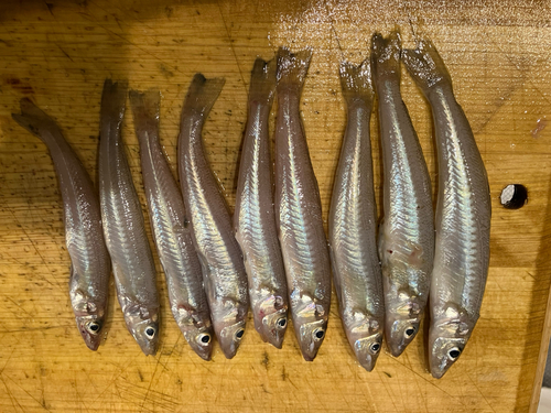 キスの釣果