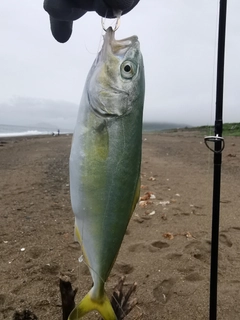 ツバスの釣果