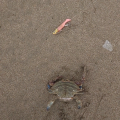 ワタリガニの釣果