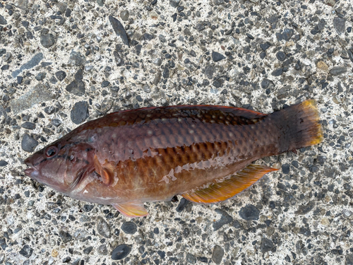 アカササノハベラの釣果