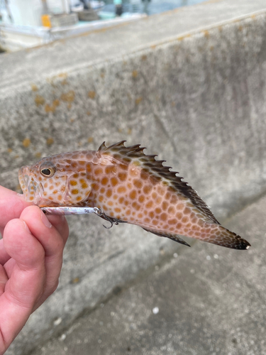 オオモンハタの釣果