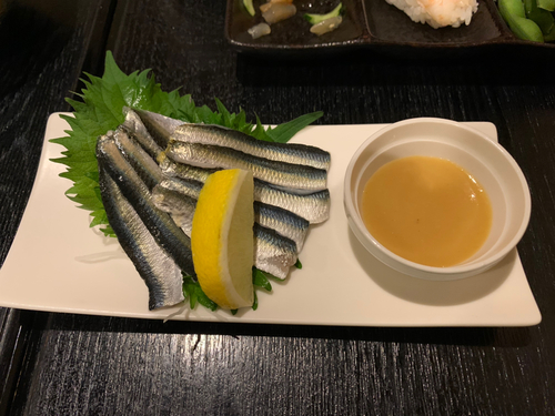 サッパの釣果