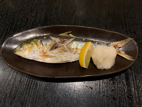 コノシロの釣果