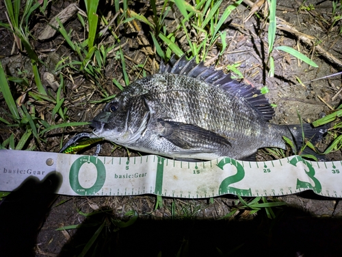 クロダイの釣果