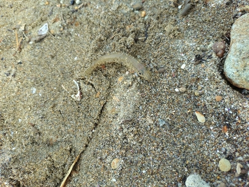 キスの釣果