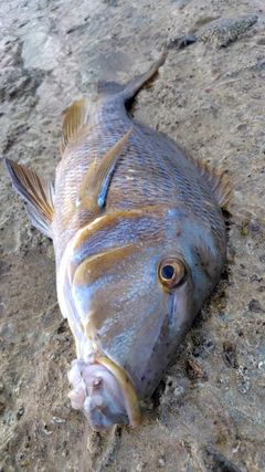 タマンの釣果