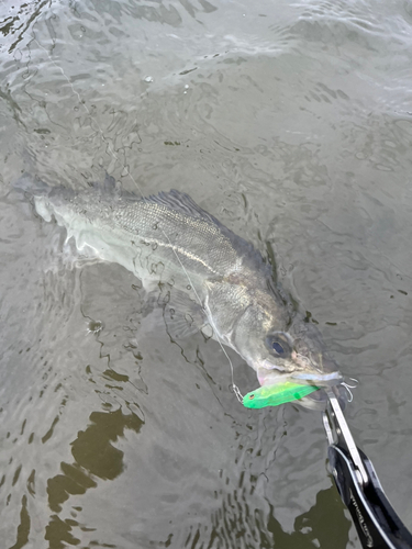 シーバスの釣果