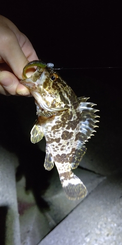 タケノコメバルの釣果