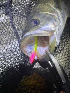 シーバスの釣果