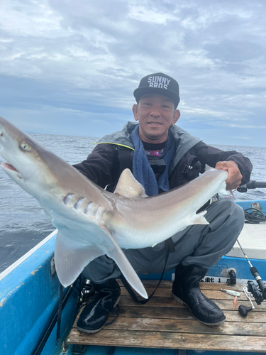 サメの釣果