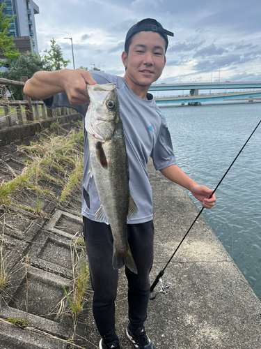 セイゴ（マルスズキ）の釣果