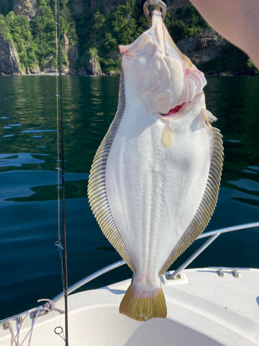 ヒラメの釣果